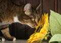 tabby cat sniffing sunflower