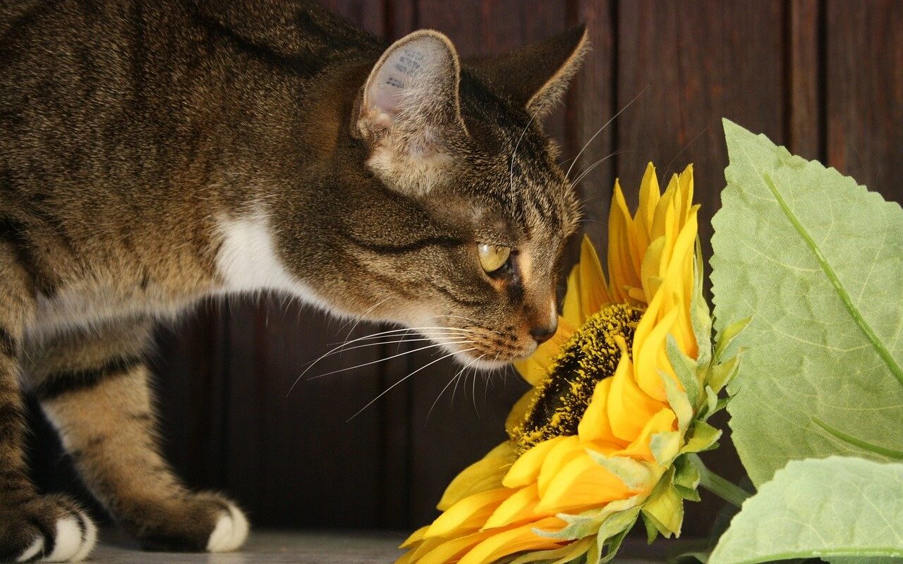 tabby cat sniffing sunflower