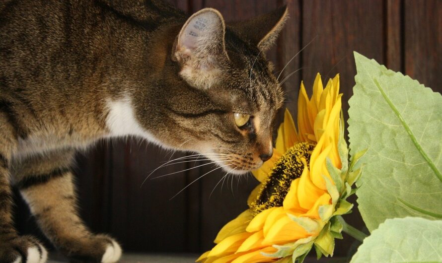 Sunflowers: Are they, or are they not, poisonous for cats?