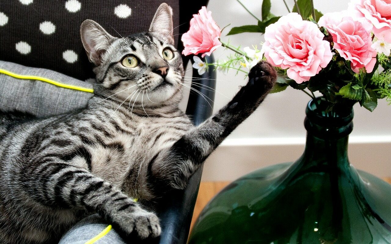 cat with pink flowers