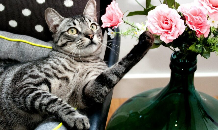 14 flowers and plants that are safe to have around cats