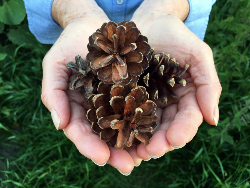 pine cones look lovely stacked up in a plant pot, to stop a cat from defecating in the indoor plants