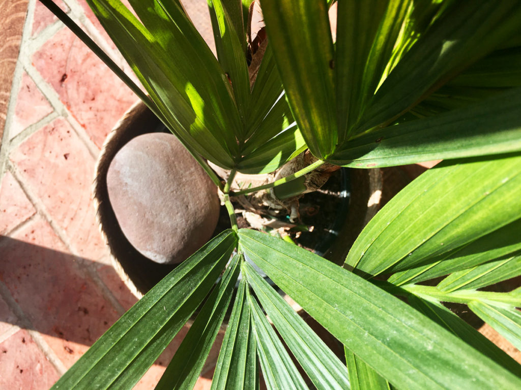 rock in palm plant pot. Use big stones or pebbles to cover the soil