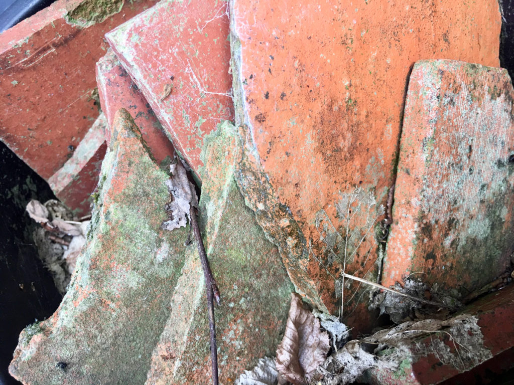 old broken roof tiles arranged at an angle will stop your cat using your plant as a toilet