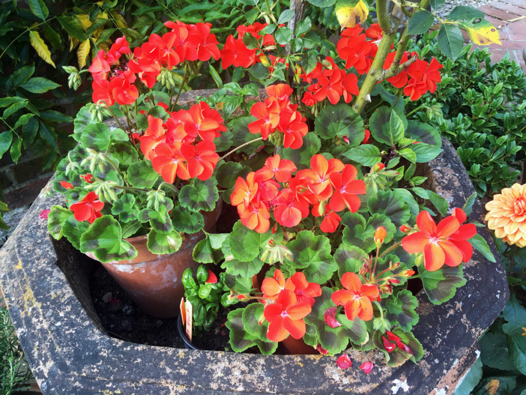 adding more plants like these, will stop your cat from being able to access the plant pot to use as a toilet