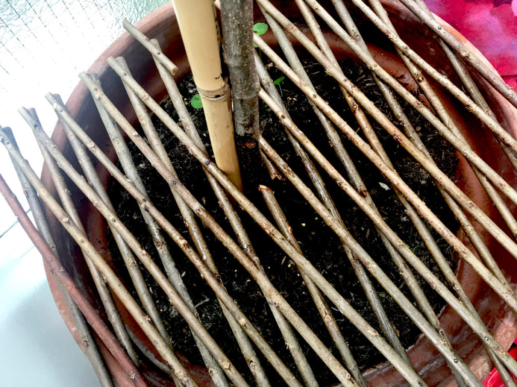 an expanding wooden trellis is a handy way to block your cat's access to the plant pot soil to wee or poo in it