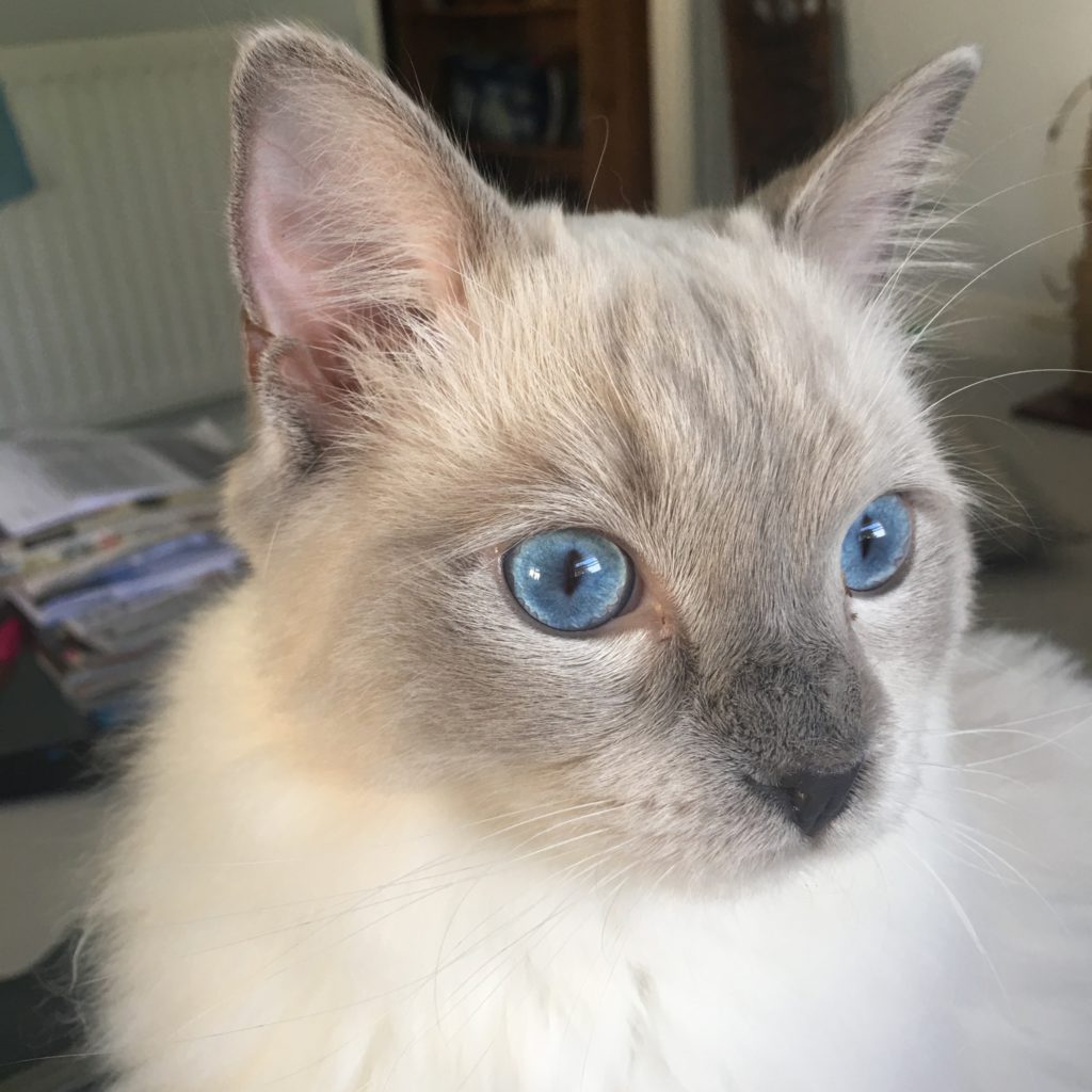close up of blue eyed ragdoll kitten