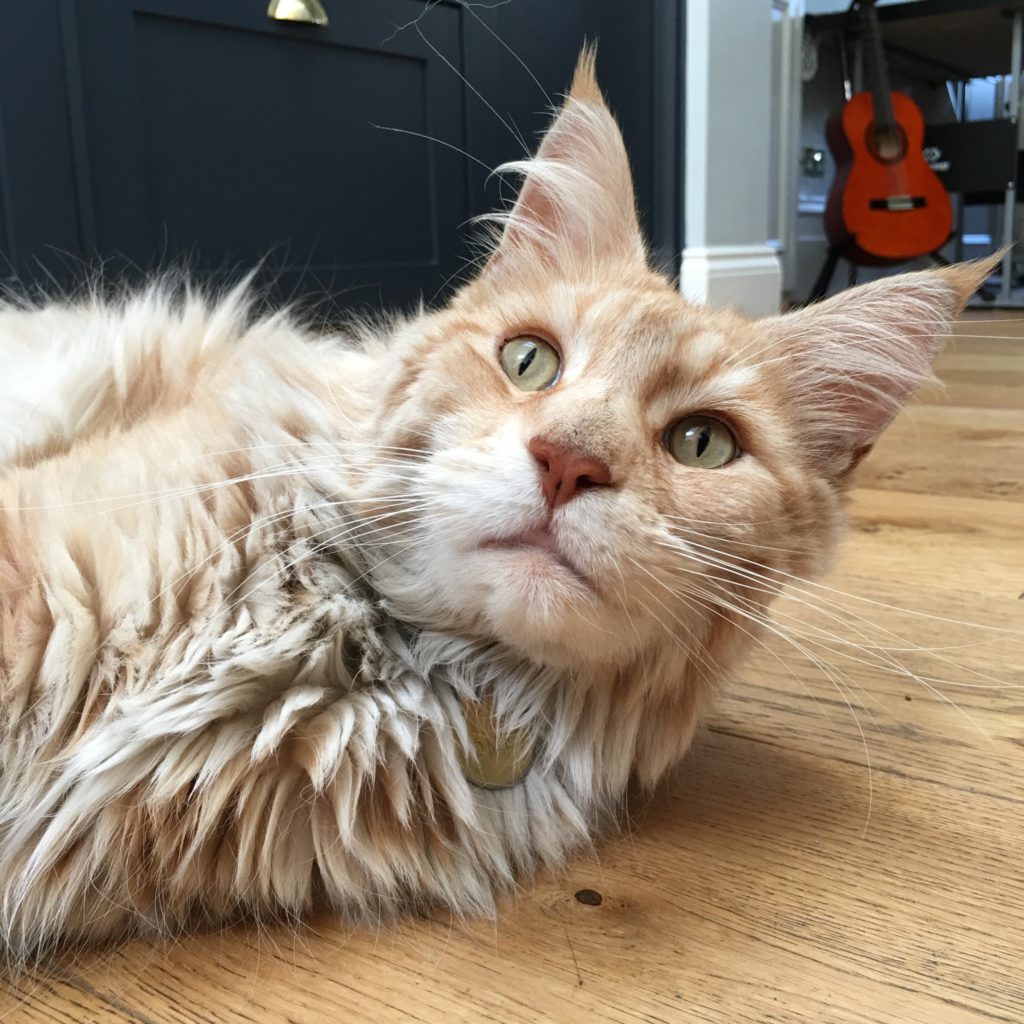 ginger maine coon tom cat with fluff