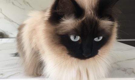 blue-eyed fluffy cat