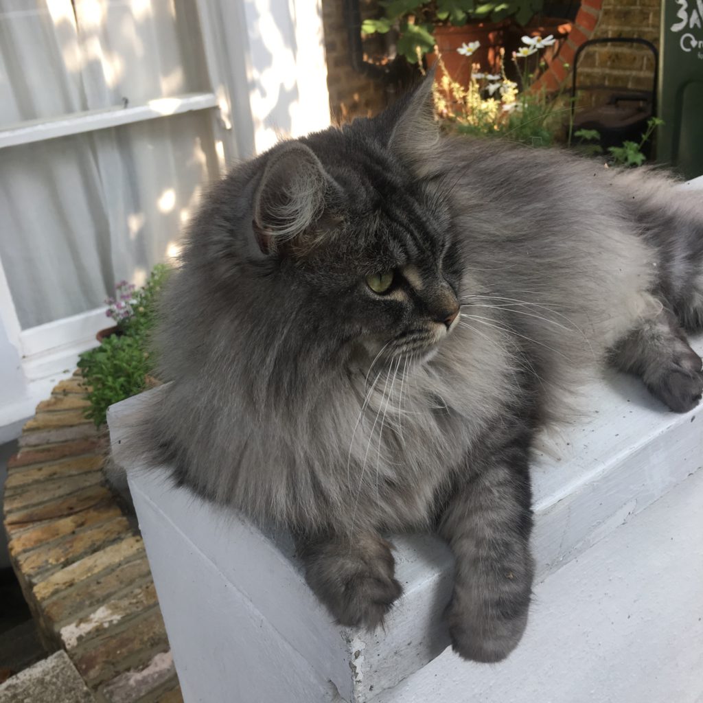 beautiful grey fluffy cat lying outside
