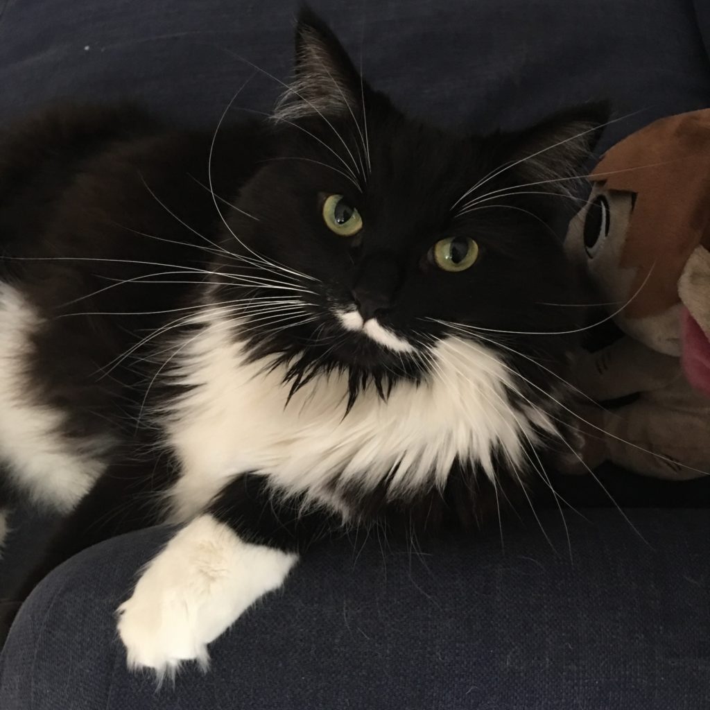 black and white fluffy cat with fantastic whiskers