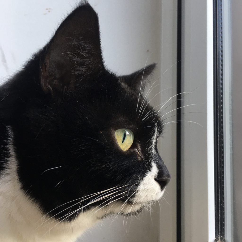 Side on close up of female black and white moggie cat with green eyes.