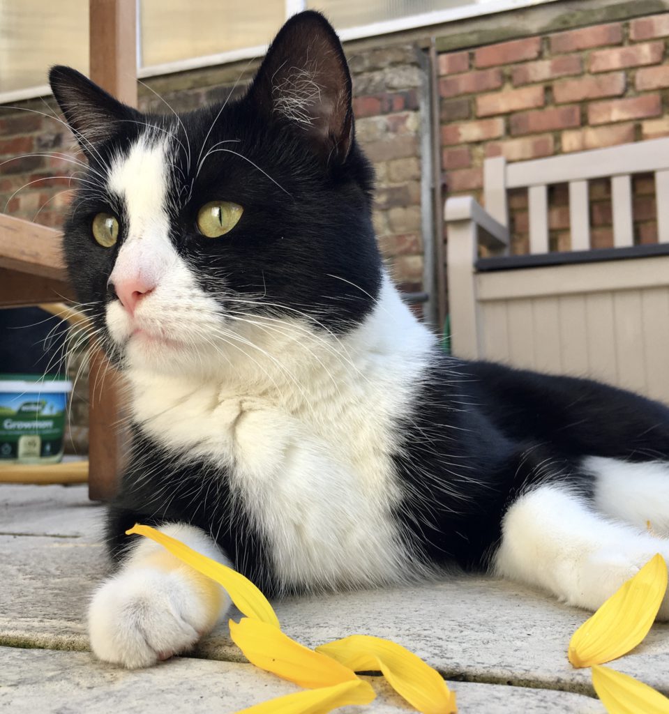 Black and white cat outside with sunflower petals on ground in front of him