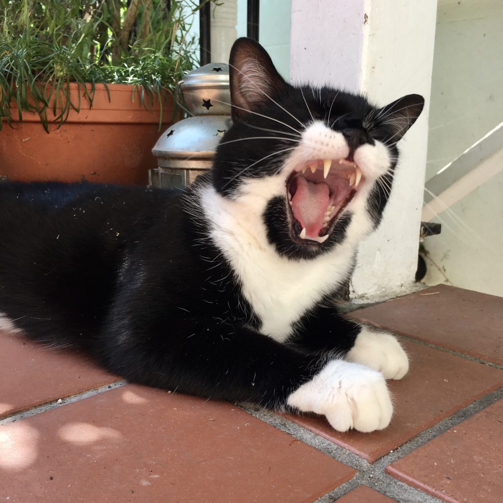 Black and white moggie cat lying outside, yawning, exposing teeth 