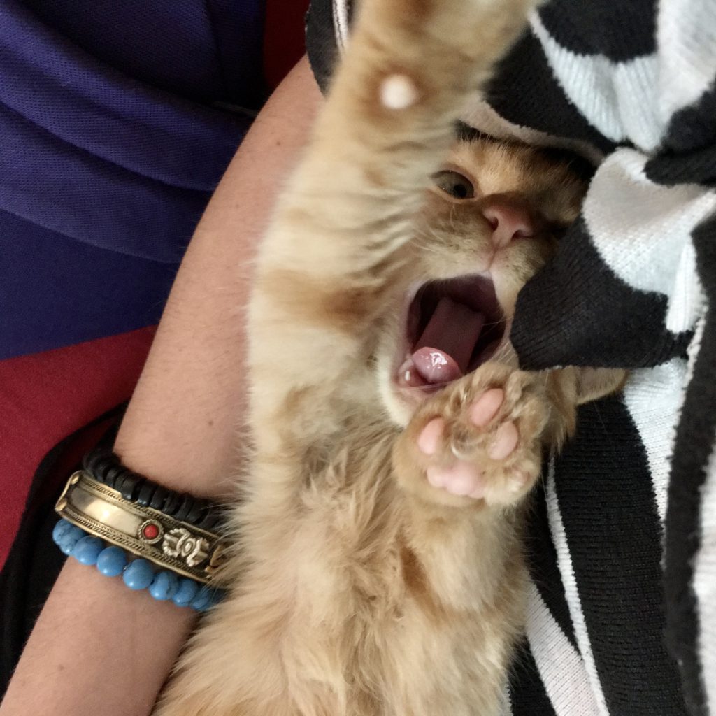 Yawning ginger kitten stretching