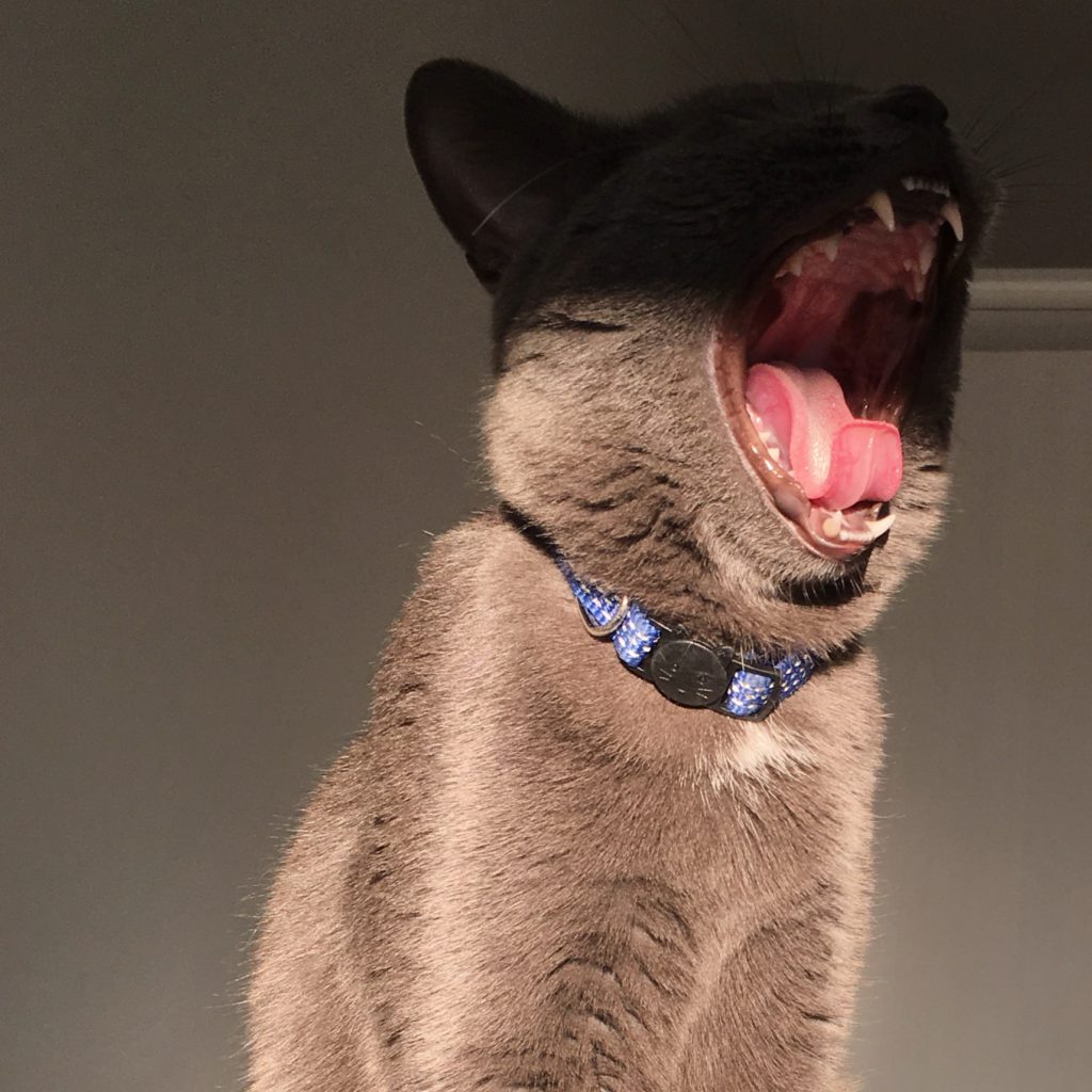 British blue cat with blue collar yawning with tongue curved, folding back on itself
