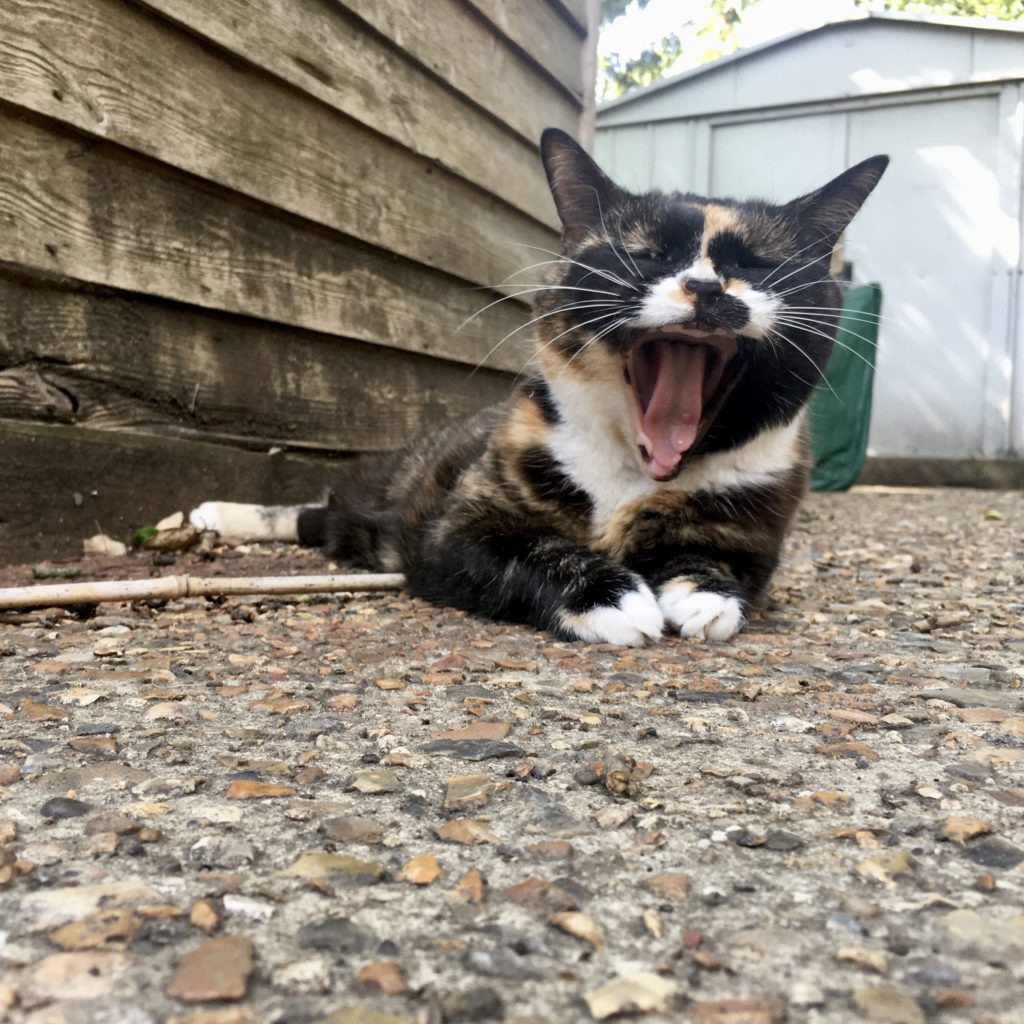 toothless tortoiseshell cat yawning with garden sheds in the background 