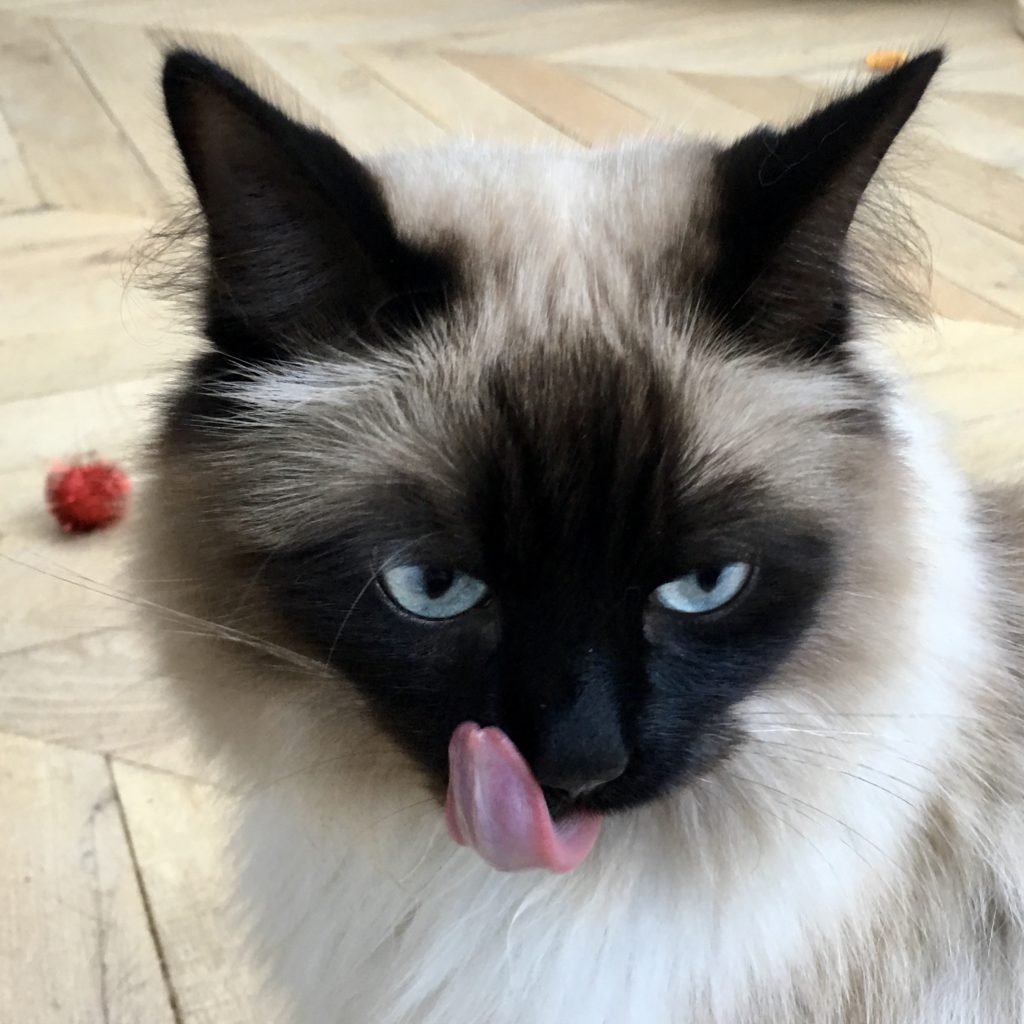 blue eyed fluffy cat with tongue out