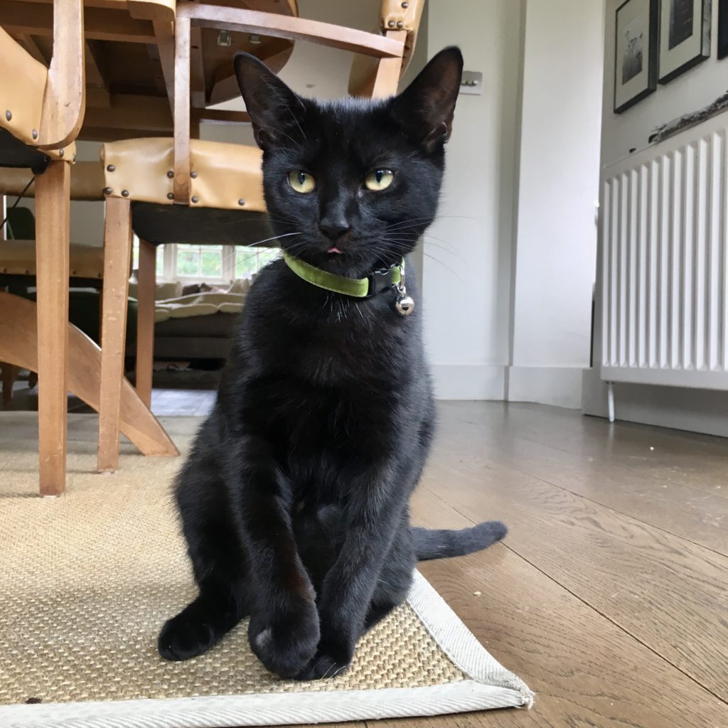 Sitting black moggie cat with green collar and tongue peeking out