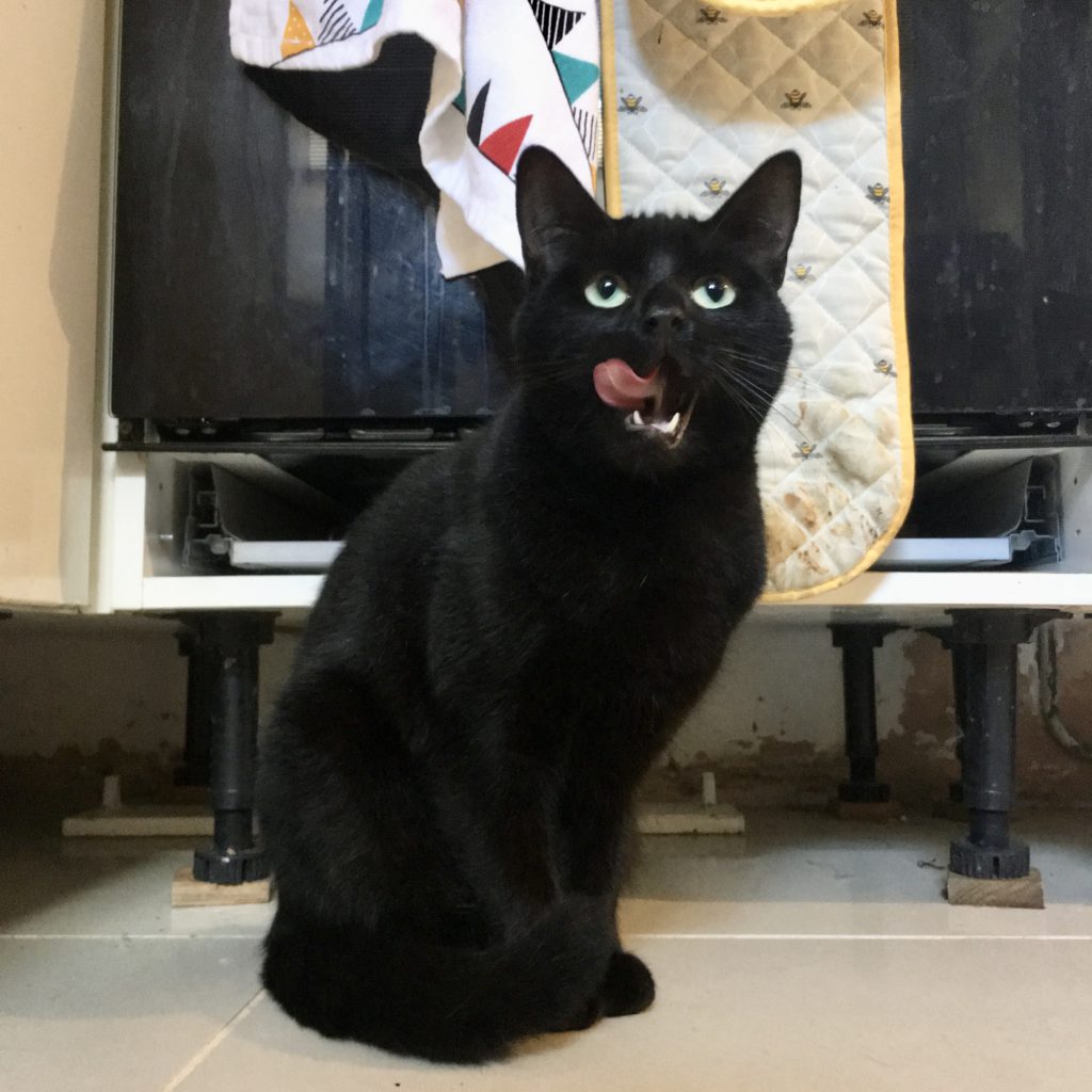 black cat in kitchen with tongue out