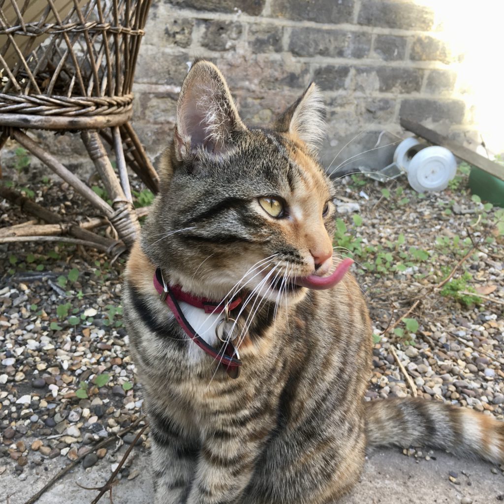 Red collared cat with tongue sticking right out