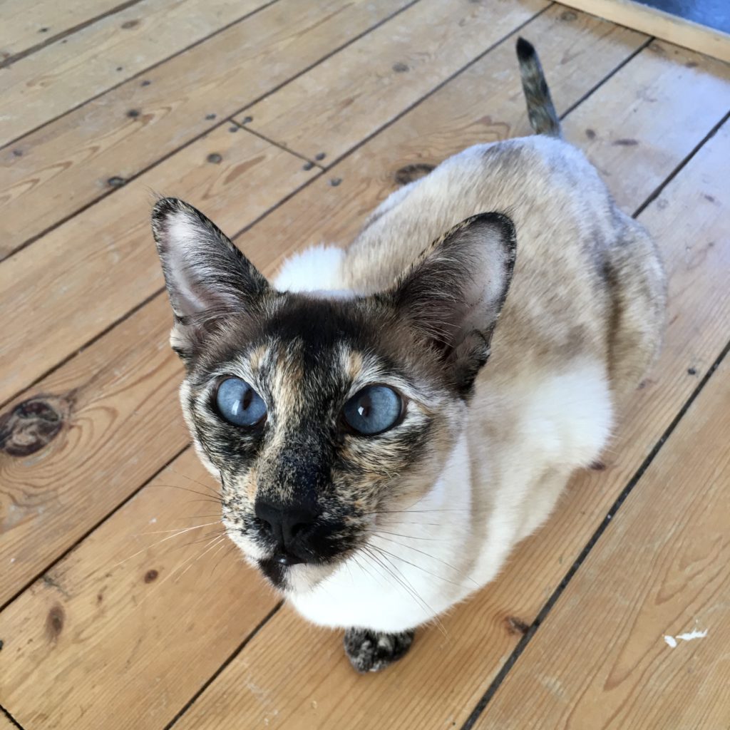 blue-eyed siamese cat on wooden floorboards