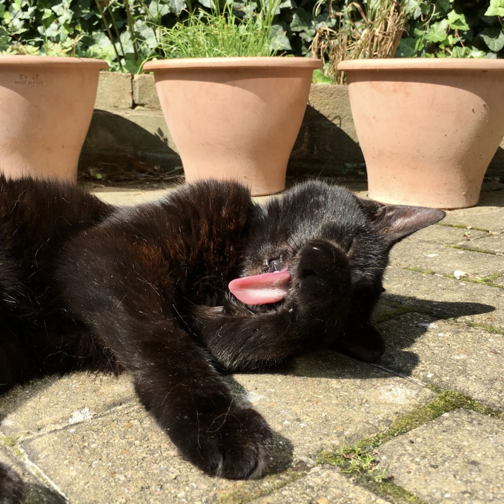 Black moggie cat grooming herself outside in the sun. Tongue out