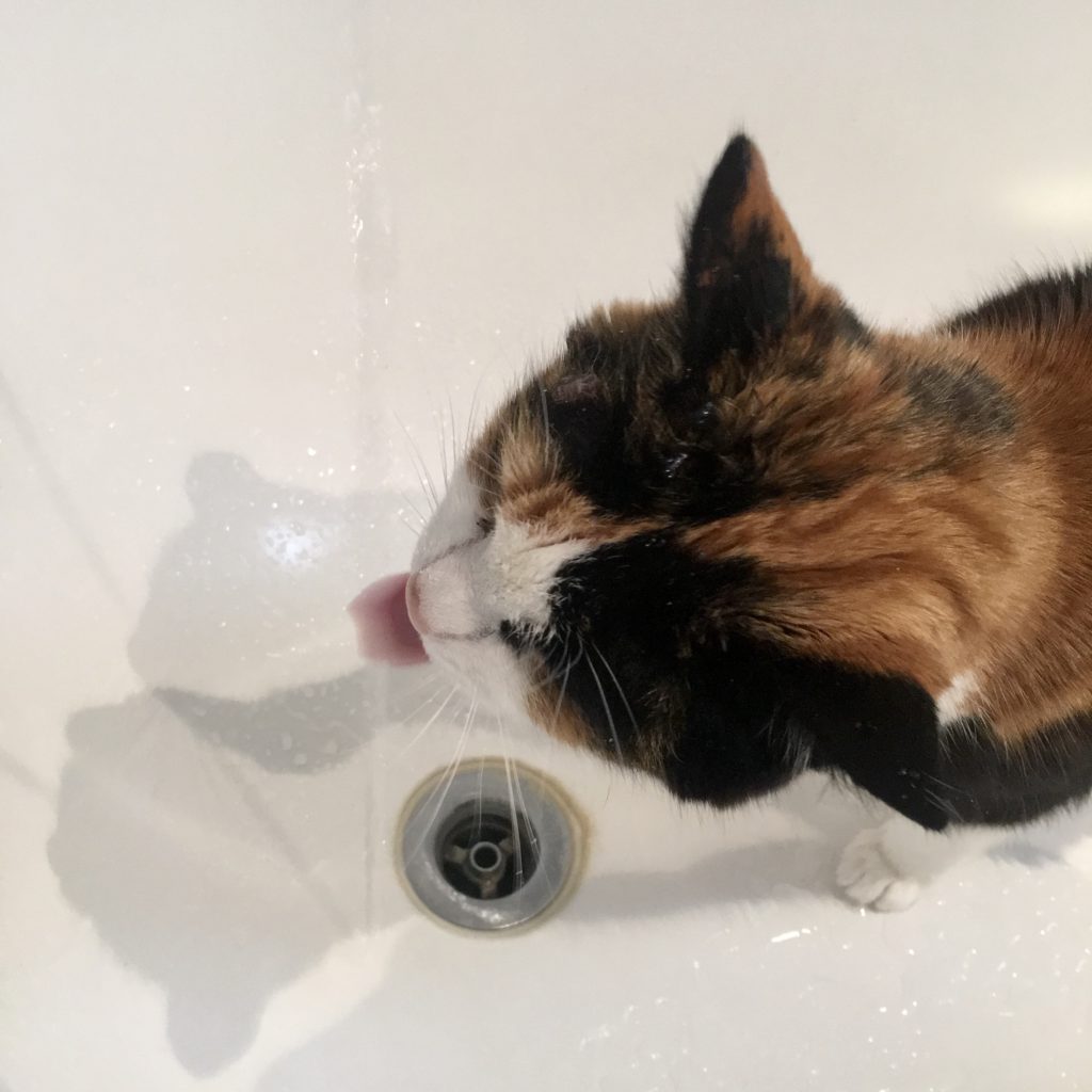 Calico cat licking water with tongue out in the bath