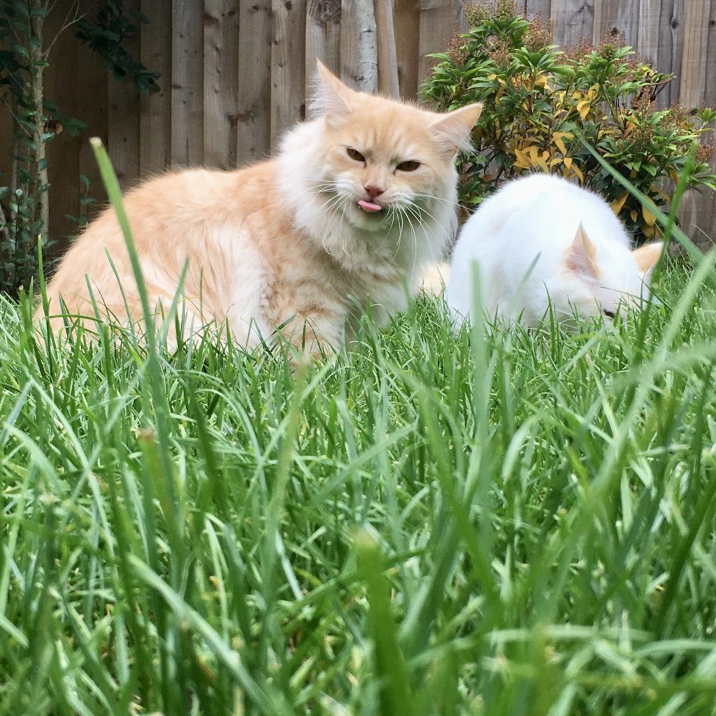Two cream and red ragdolls in the grass with tongue sticking out