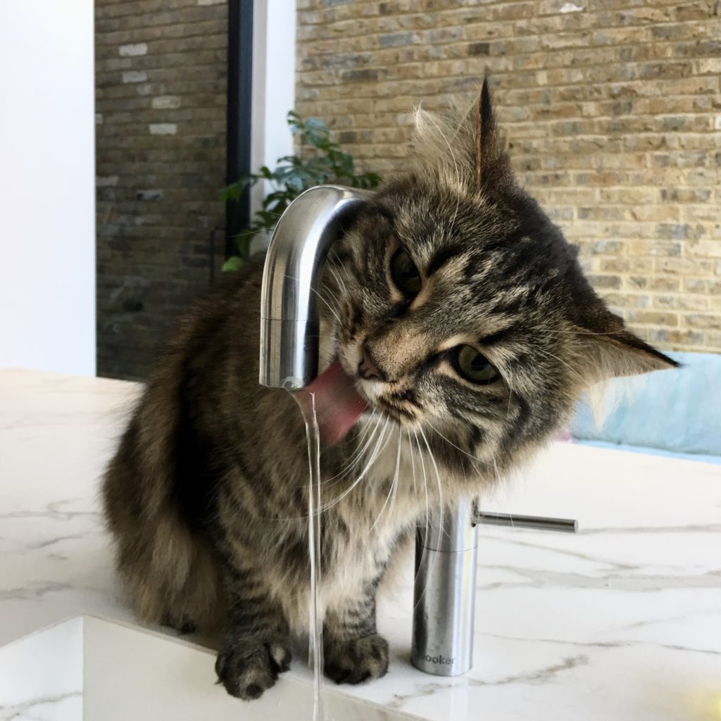 long-haired tabby cat drinking from a tap with his tongue out