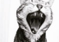 black and white tabby cat yawning