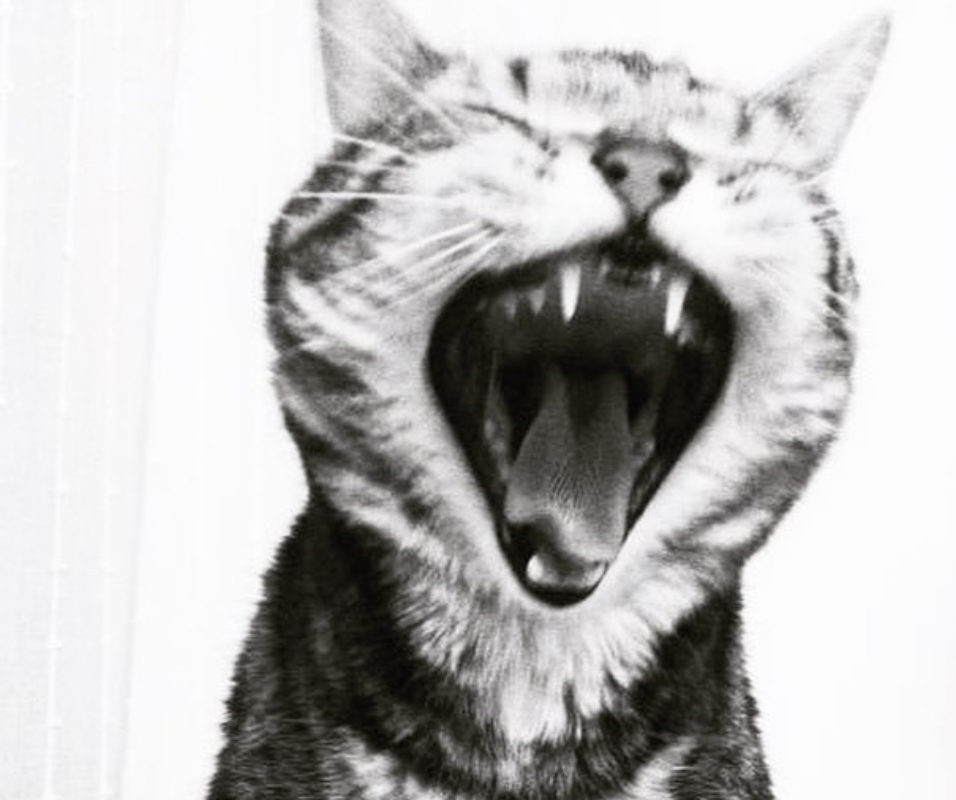 black and white tabby cat yawning