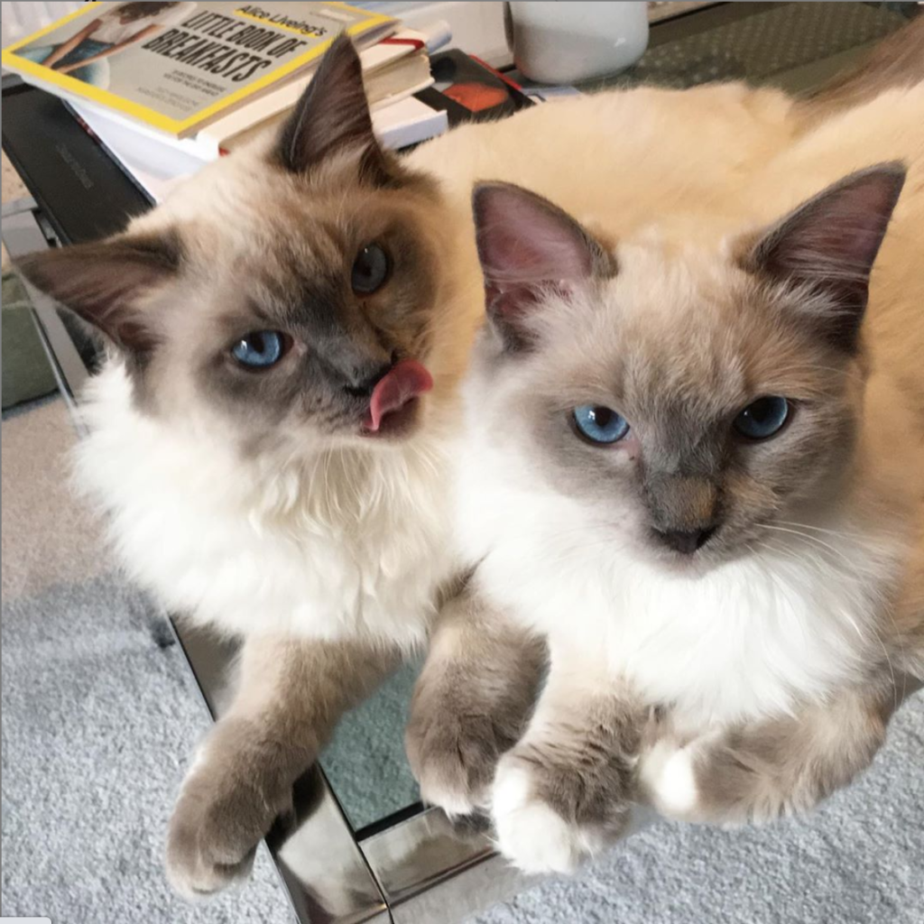 Two grey blue-eyed ragdoll kittens. One with tongue out touching nose