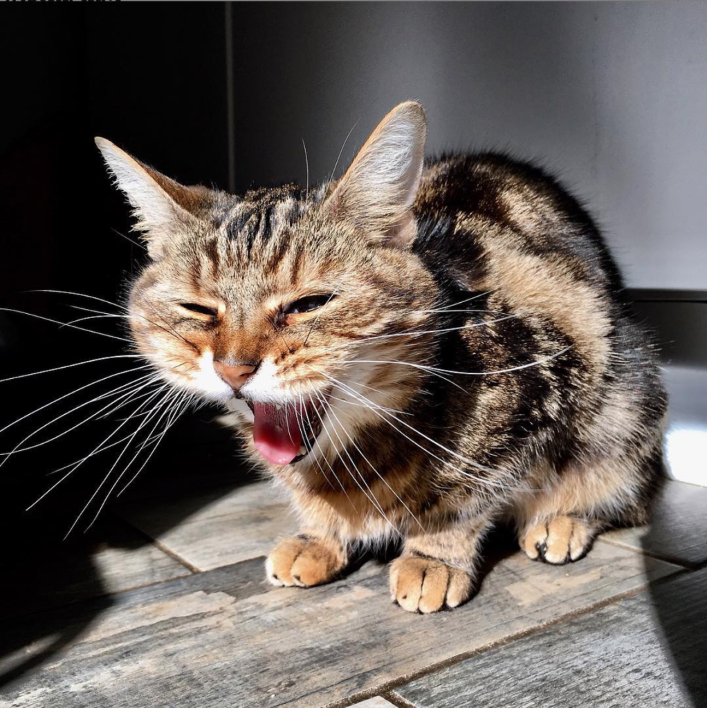 brown tabby cat crouching down and yawning