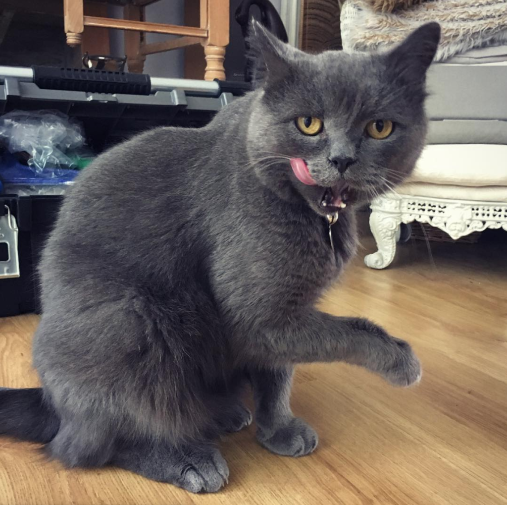 Funny photo of British Blue cat with paw up and tongue out