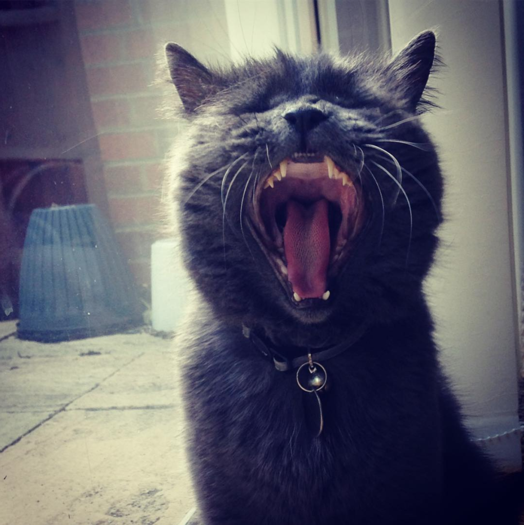 British blue ferocious yawn outside