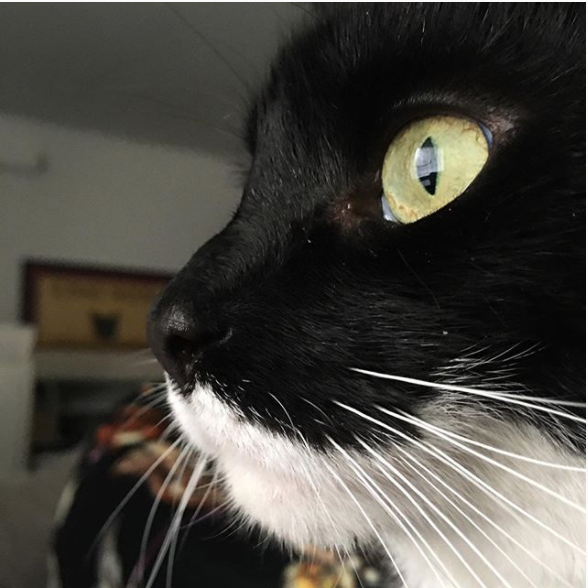 green eyed black and white cat                                                                                                                                                                                                                                                                                                                                                                                                                                                                                                                                                                                                                                                                                                                                                                                                                                                                                                                                                                                                                                                                                                                                                                                                                                                                                                                                                                                                                                                                                                  