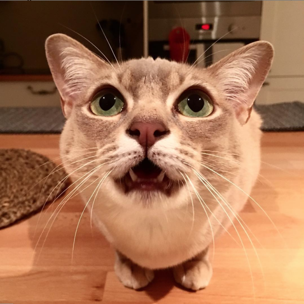 Close up of beige cat with big pupils and green eyes