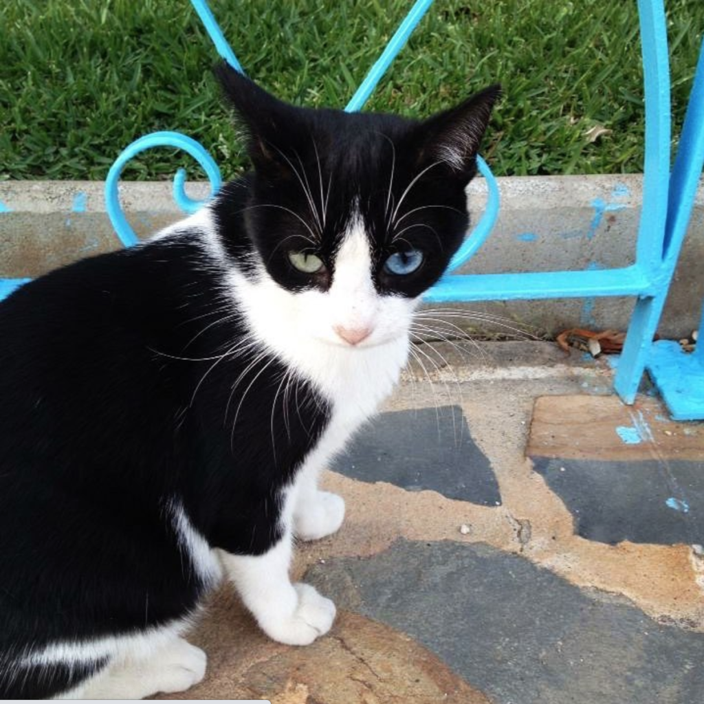 Heterochromia black and white moggy cat. One green eye one blue.