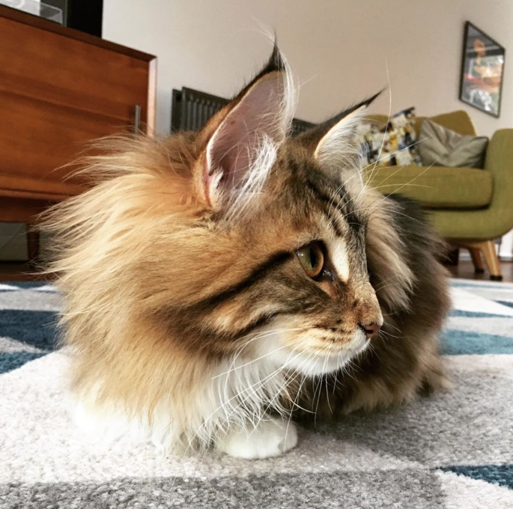 close up of maine coon teenager and his long fur