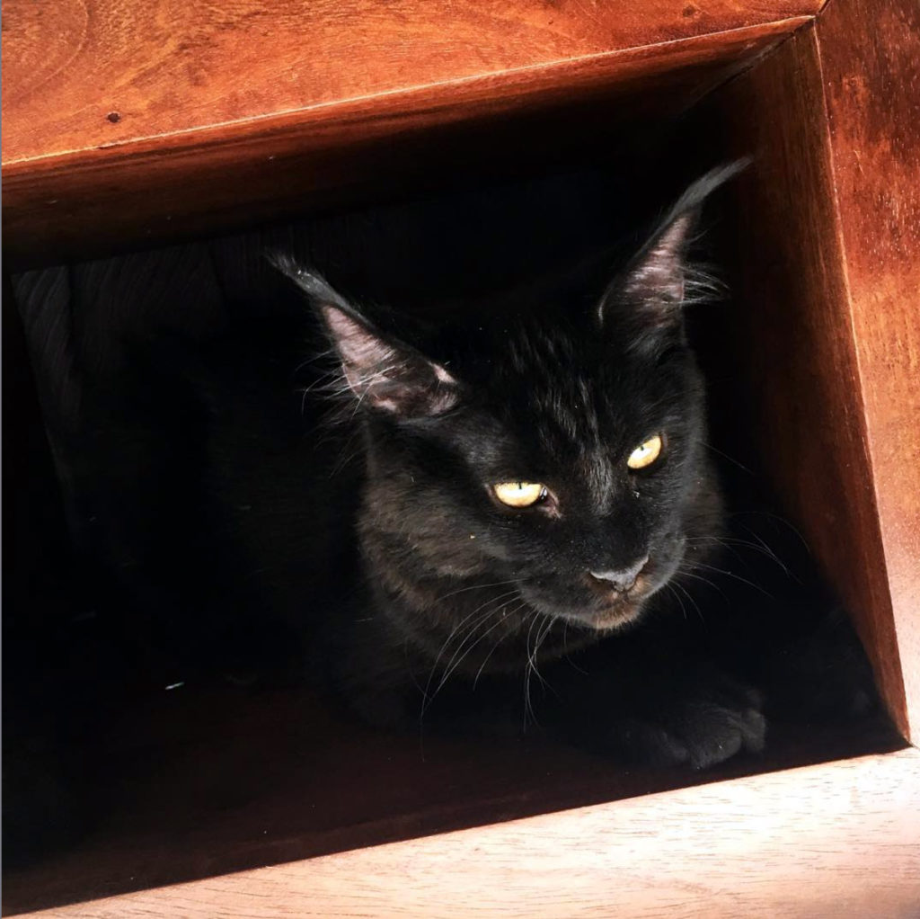 close up of black maine coon cat with fluffy ears