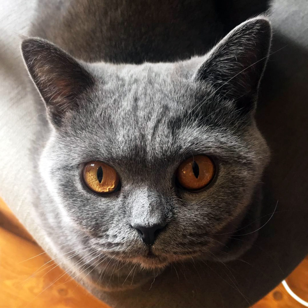 Close-up of cat's eyes. British Blue with orange eyes