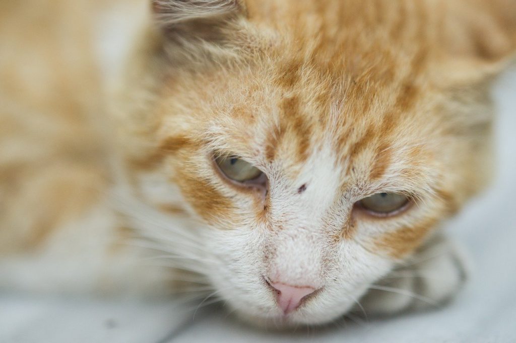 Close up of ginger tom cat with small scar between eyes. Scarred cats are often euthanised as people don't want to adopt them