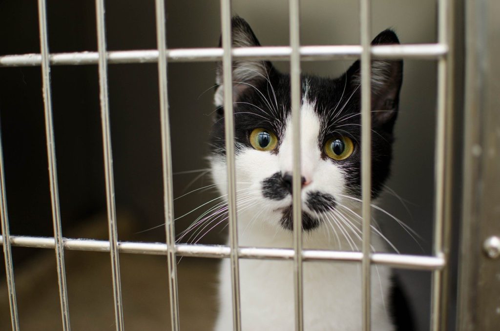 young black and white cat in a cage. Cat shelters have too many cats, so many are euthanised