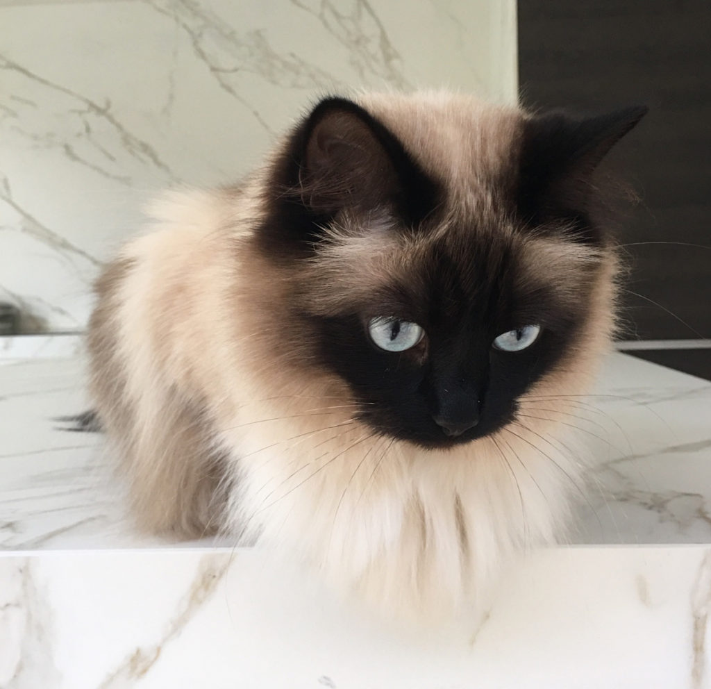 fluffy cat sitting on counter
