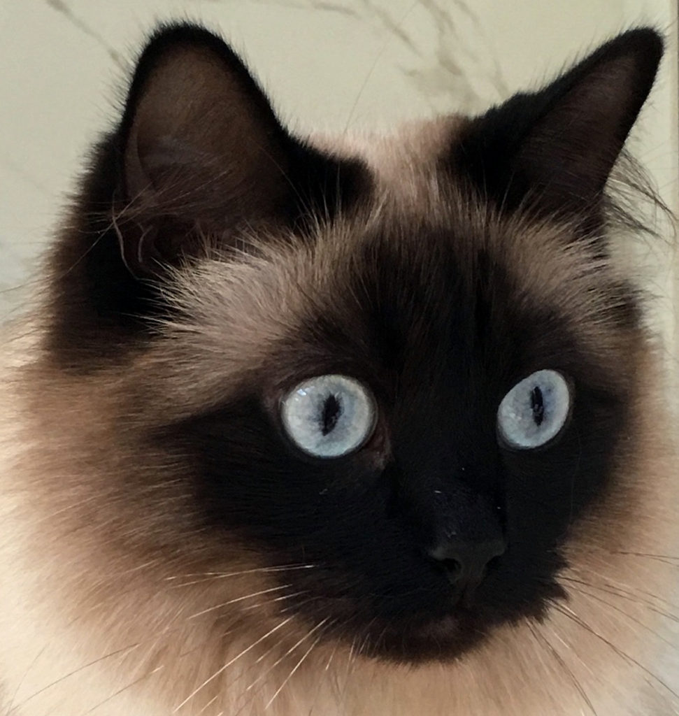 Close-up of blue-eyed cat. 