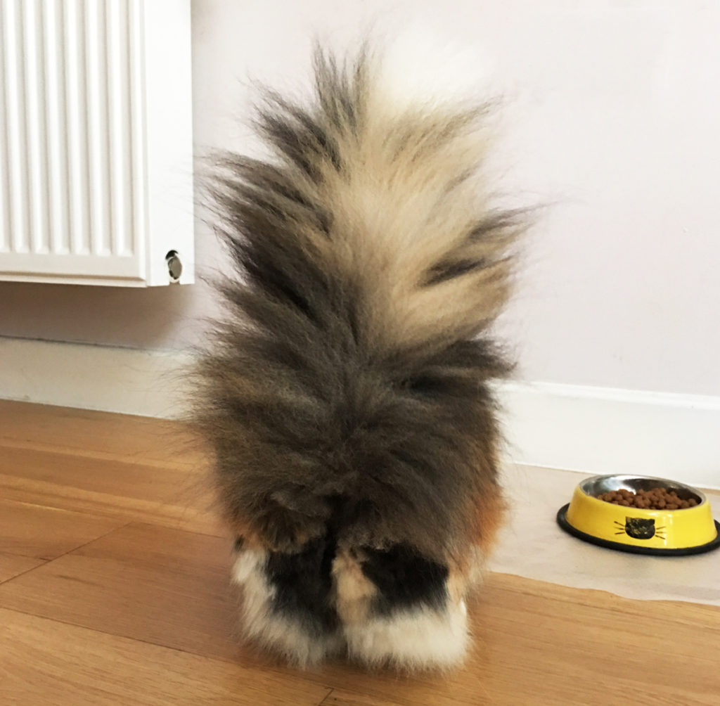 fluffy calico cat tail
