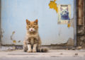cat siting in front of an old wall with a missing cat poster in background
