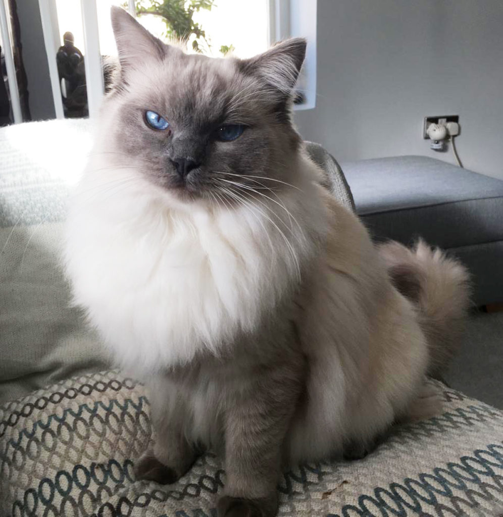 furry grey ragdoll with blue eyes, sitting on cushion