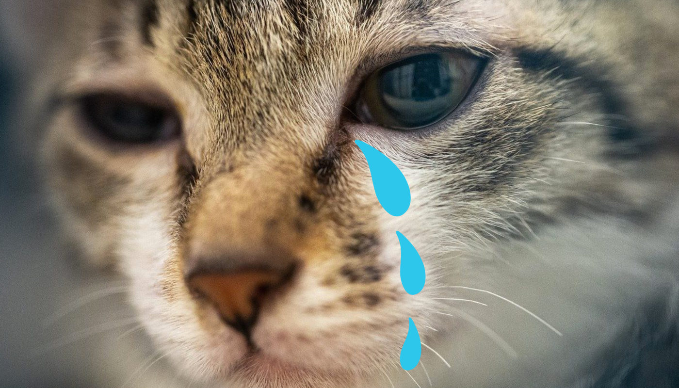 crying cat blue tears